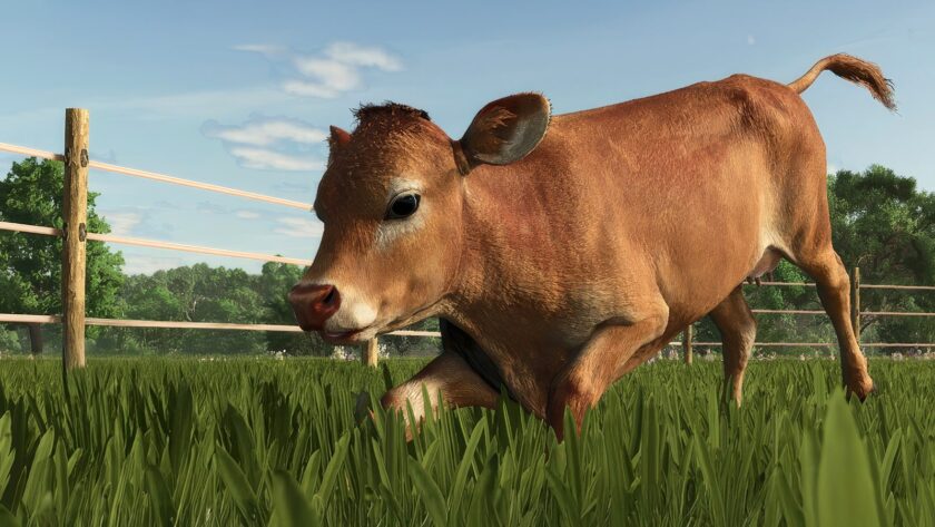 Корова в Farming Simulator 25