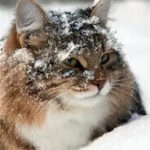 Hollow Knight: Silksong #4