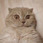 The Last Caretaker #2